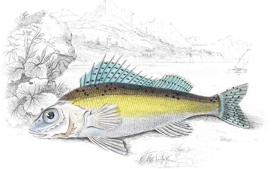 Perches with a Single Dorsal Fin — Plate XXVI