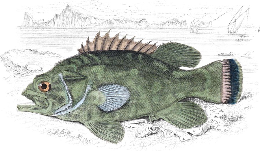 Perches with a Single Dorsal Fin — Plate XXVII