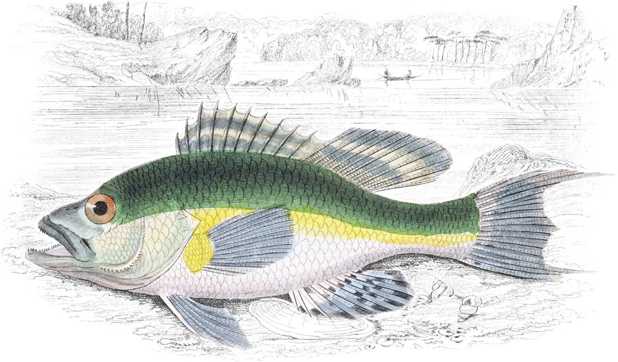 Perches with a Single Dorsal Fin — Plate XXVIII