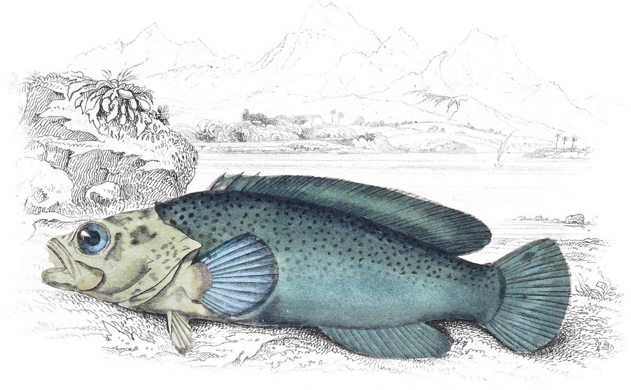 Perches with a Single Dorsal Fin — Plate XXX