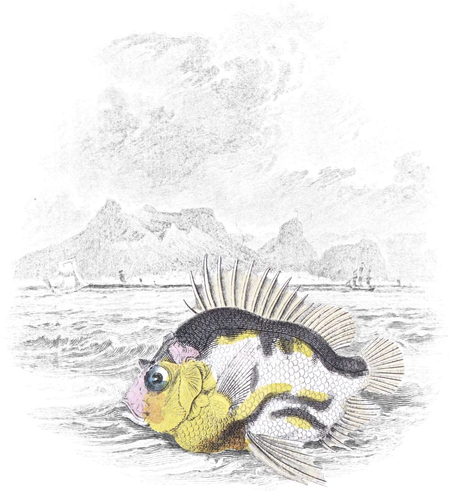Perches with a Single Dorsal Fin — Vignette