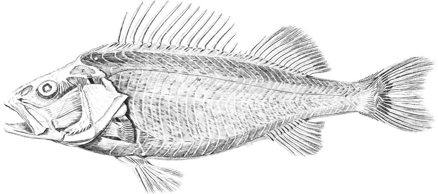 Plate XXXI
