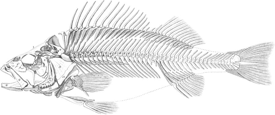 Plate XXXII